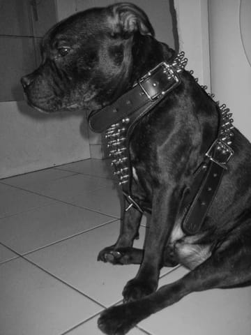 Harnais enfin trouvé!!!