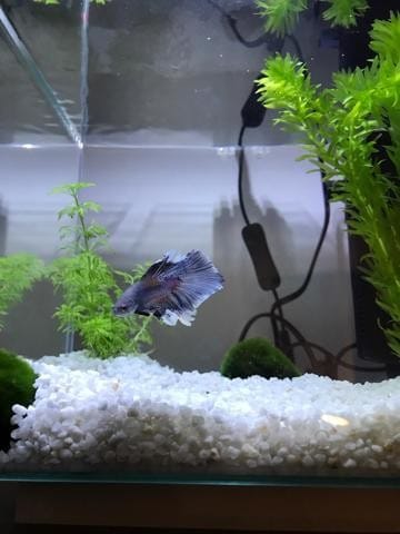 Mon combattant semble malade