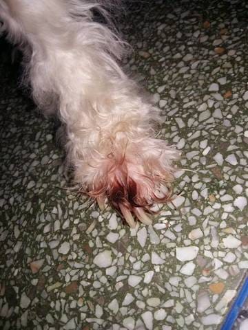 Bichon maltais