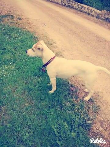 Avec quoi est croisé mon chien?