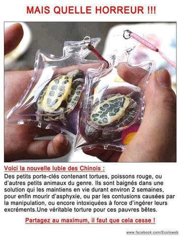 La nouvelle lubie des Chinois