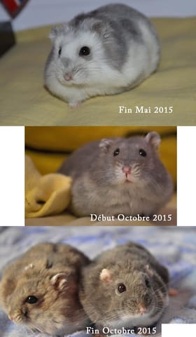 Evolution Hamster russe d'un éleveur