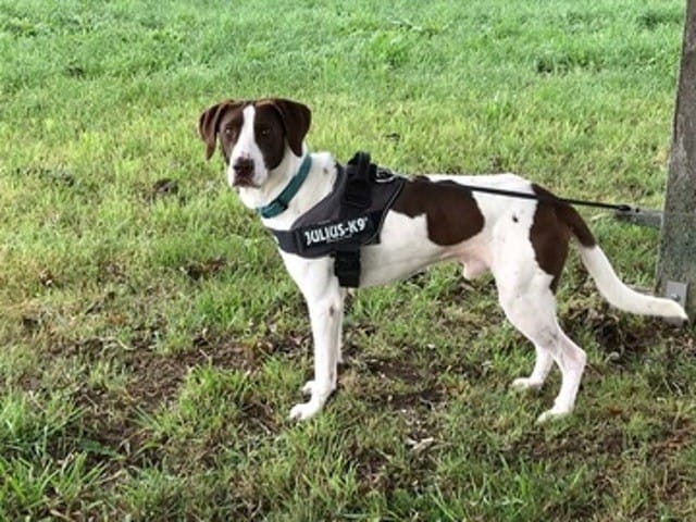 Quel genre de Braque?