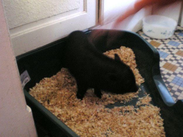 le post de roustan le ptit cochon et de tout les cochon de wamiz 