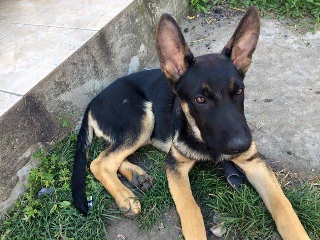 Quel est cet race (issu de croisement) ?