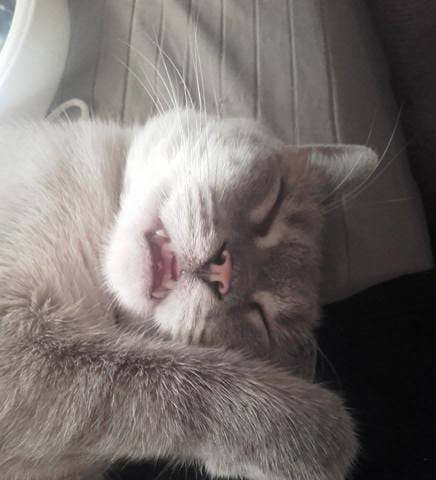 Les races de vos chat(s)