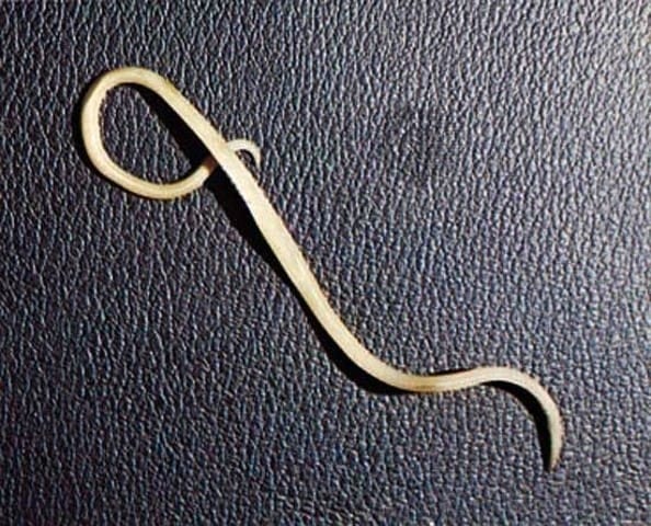Worm in het braaksel van mijn kat