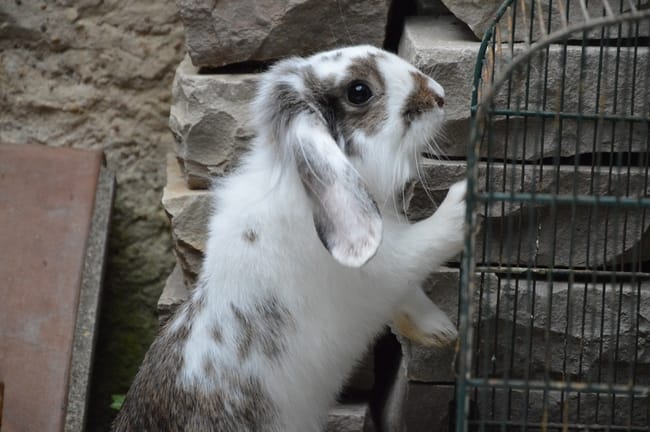 Mes lapinous/Vos lapinous en photos^^