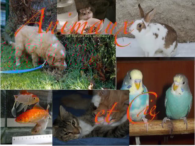 Animaux et Cie: Un forum responsable. 