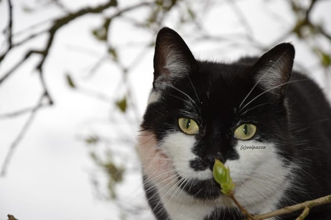 Le chat blessé dans le jardin, Nouvelles