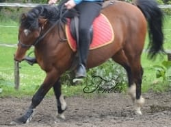 Galop 4, Conseils!!!!
