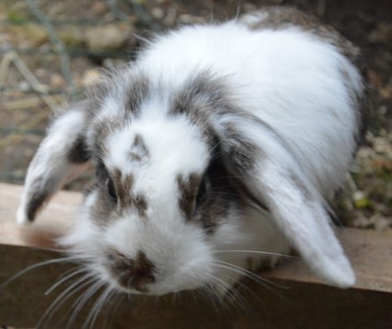 Les lapins font des bétises, Hé oui