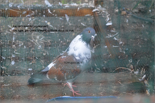 Des pigeons?