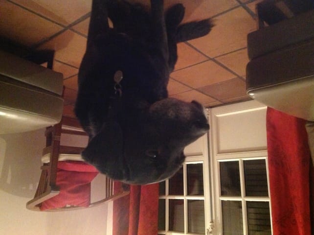 Propalin pour chien incontinent