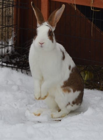 Quel race de lapin? Urgent!