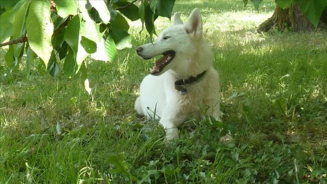 Higin's est à adopter!!