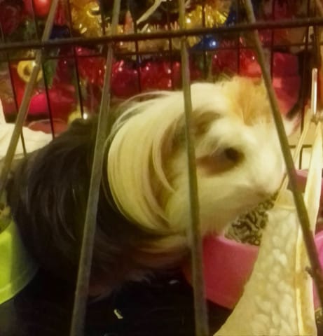 un copain pour mon Globule