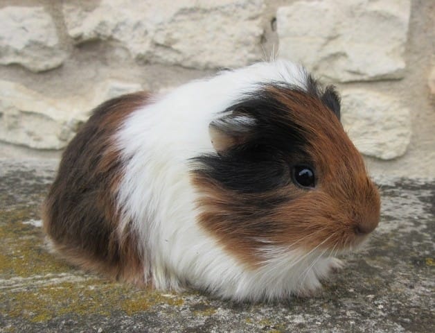 Mon nouveau compagnon