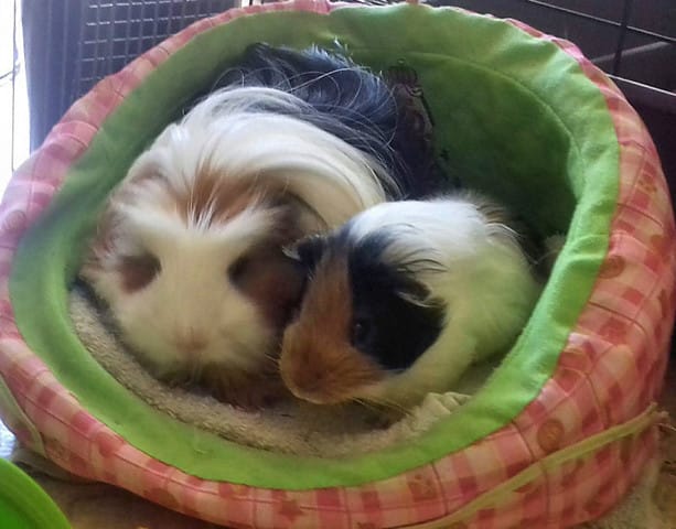 cohabitation