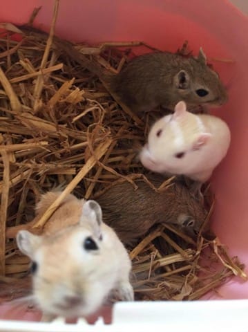 Alimentation gerbilles