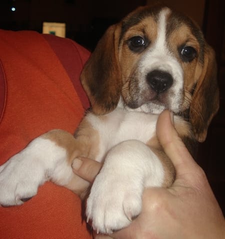 Mon chiot arrive demain!