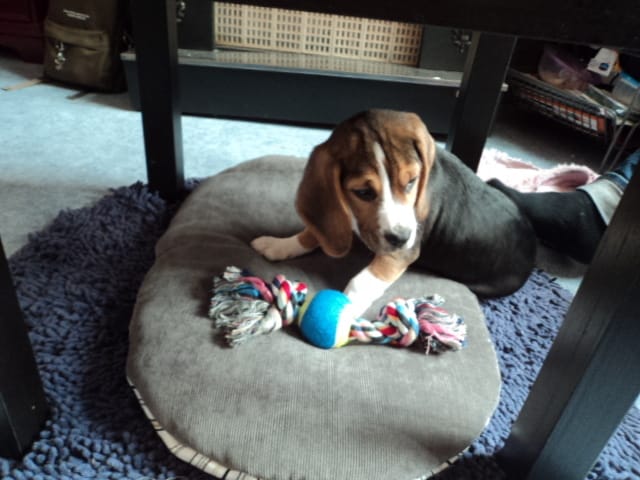 Qaund peut on laver son chiot?