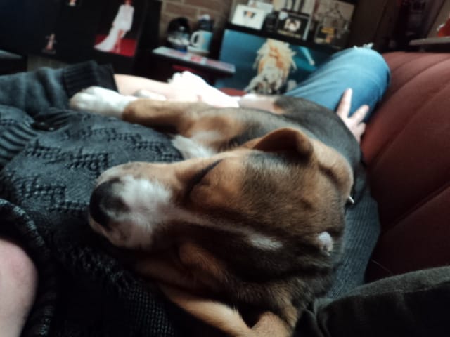 Mon chiot me suit partout...