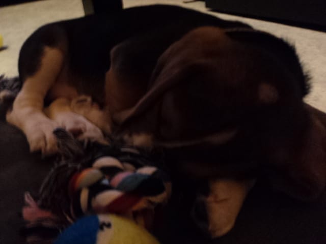 Combien doit boire au minimuim un chiot?