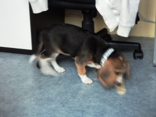 Chien qui gratte a la porte, que faire???
