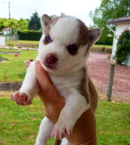 Evolution de mon husky en photo 