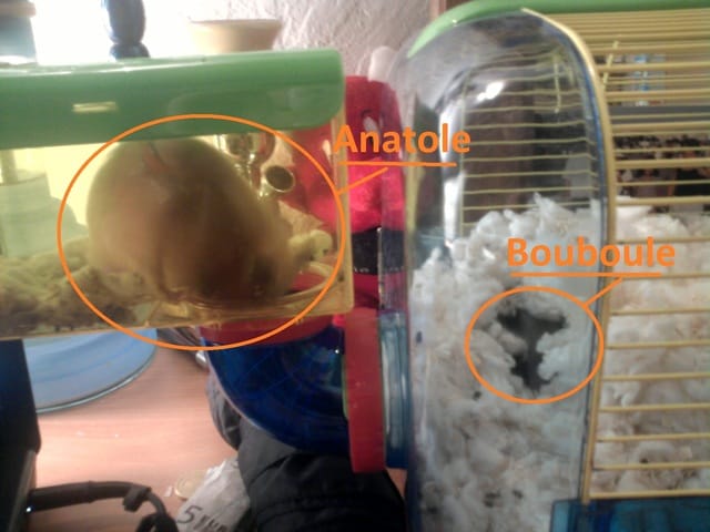 Mes hamsters dorés se battent