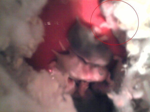 Bébés hamsters tout maigres