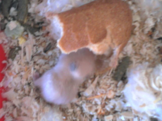 Bébé hamsters qui mord