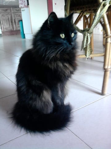 Chatte disparue : pouvez-vous m'aider ?