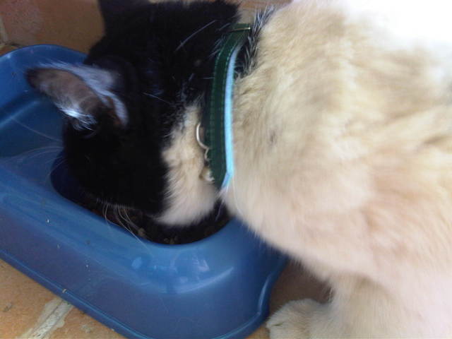 Comportement bizarre de mon chat