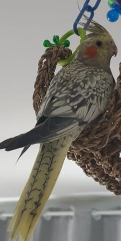 Help sexe calopsitte