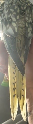 Aide mâle ou femelle