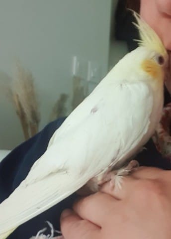 Calopsitte lutino male ou femelle ????