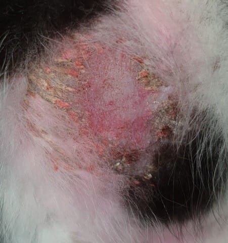 Help problème chaton recueillis