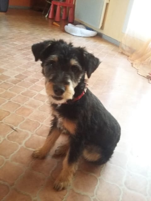 ma chienne est de qu'elle croisement ??????