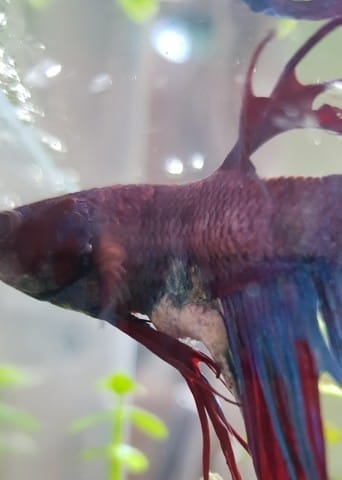 Avis maladie combattant