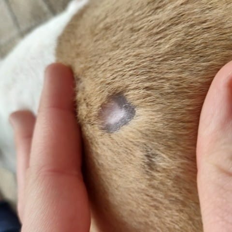 Problème repousse de poils sur cicatrice