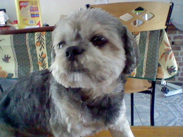 Connaître le lhassa apso