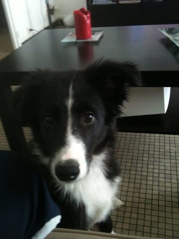 Est ce un vrai border collie ?