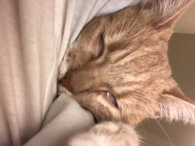 Besoin d’aide : Mon chat révulse et fait des mimiques