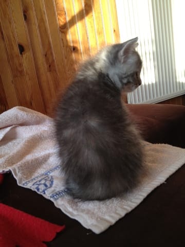 Mon chaton est il poil long ?