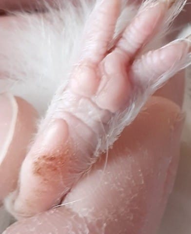 Croutes sous les pattes ?