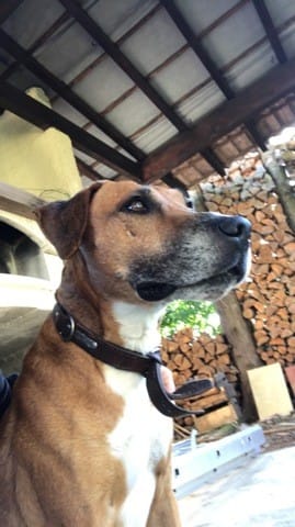 Pas sûr de la race de mon chien