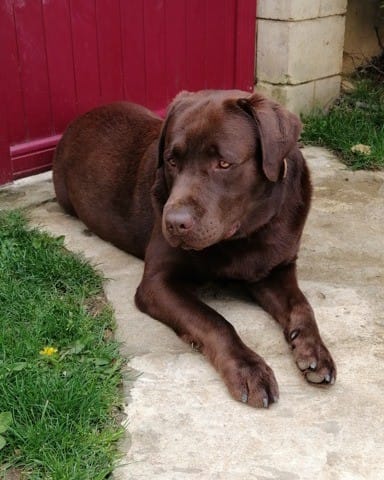 Saillie Labrador chocolat LOF