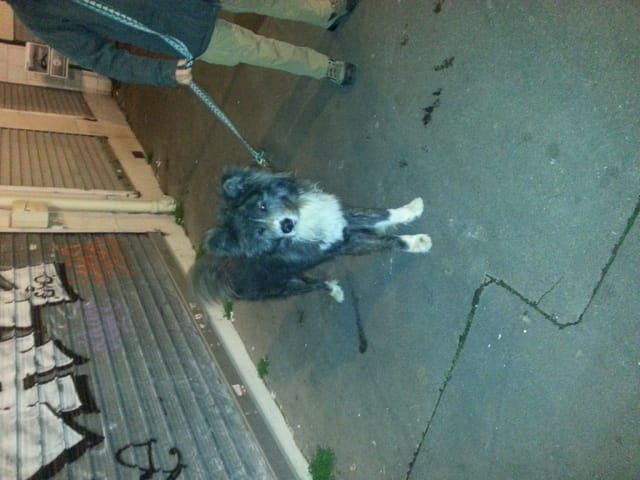 Quelle est la race de ce chien ?!